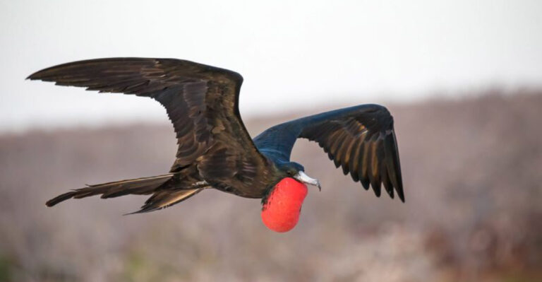 18 Animals With The Weirdest Hunting Methods