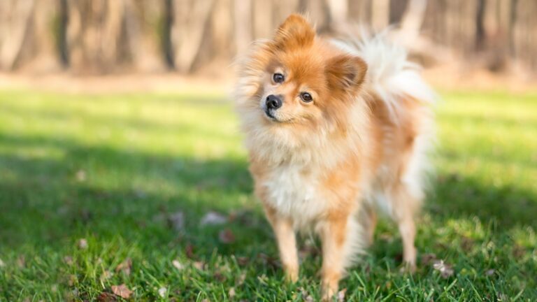 18 Dog Breeds That Are Cuter Than They Are Clever
