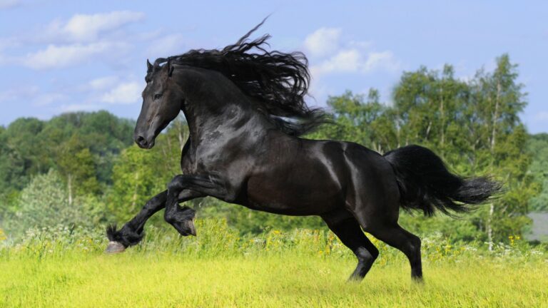 18 Reasons Why The Friesian Horse Is A True Icon