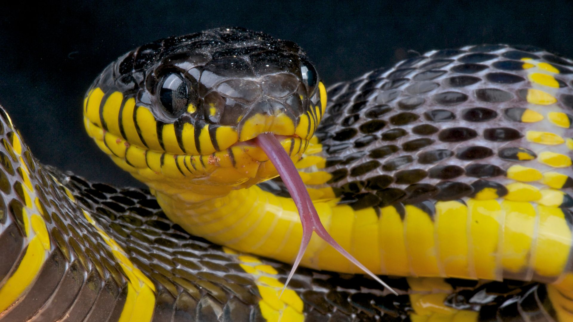 18 Snake Species With Unusual Patterns