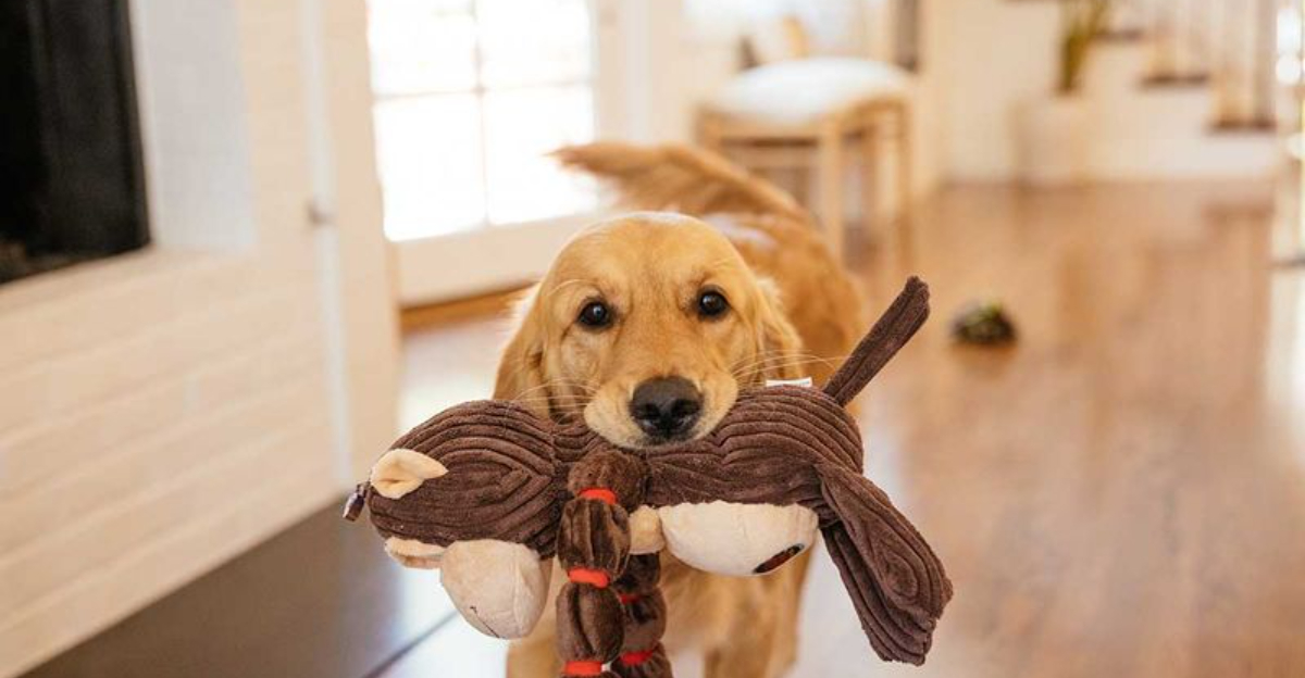 18 Touching Ways Your Dog Shows Their Complete Trust In You