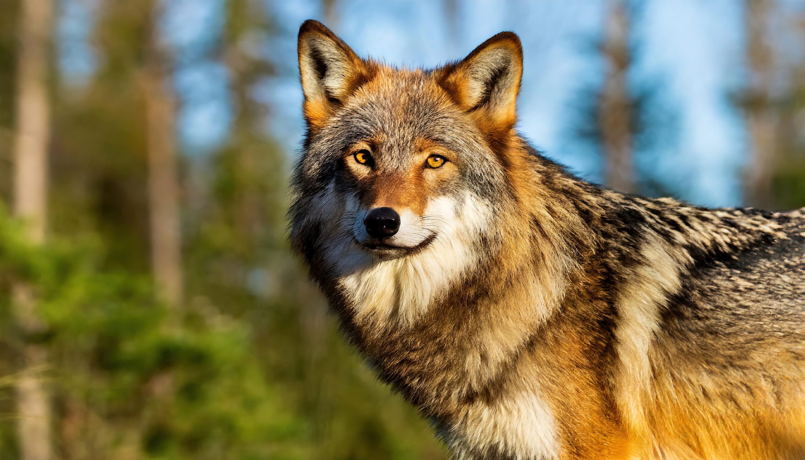 19 American Wild Animals That Pose The Biggest Threat To Humans