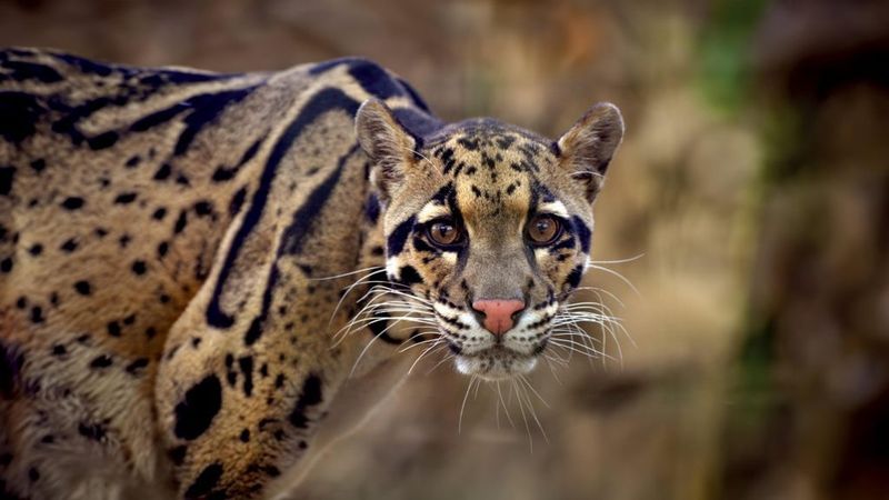 Clouded Leopard