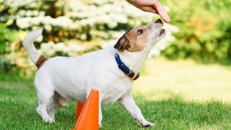 19 Mind-Stimulating Activities For Smarter Pups