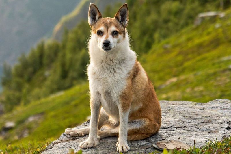 Norwegian Lundehund