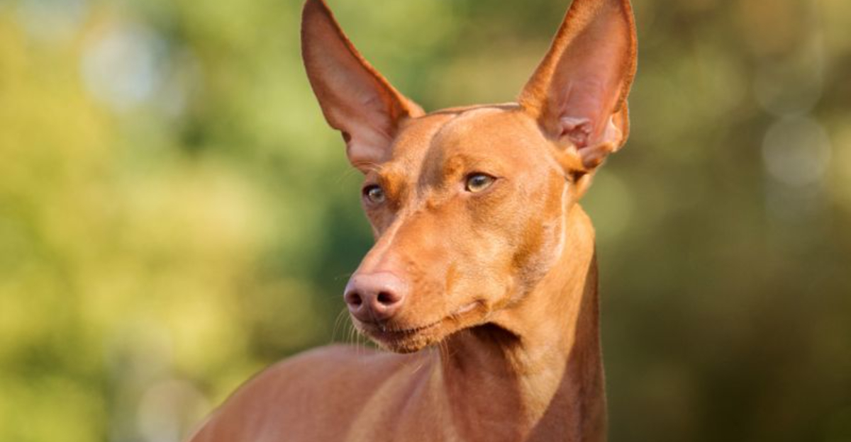 19 Overlooked Dog Breeds At Risk Of Never Finding A Home