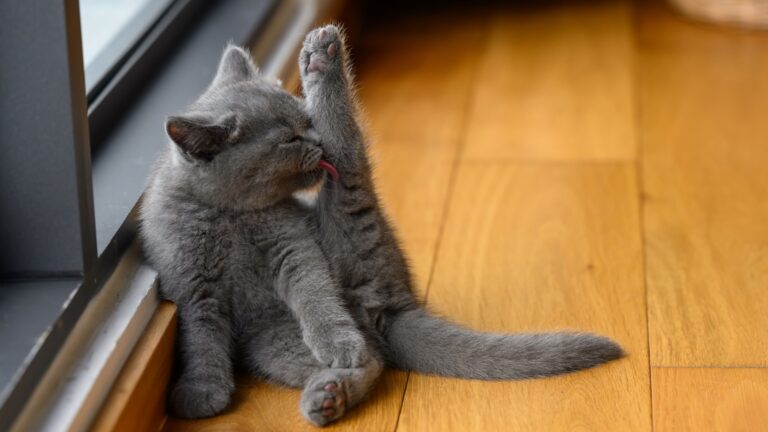 19 Popular Cat Myths You Shouldn’t Fall For