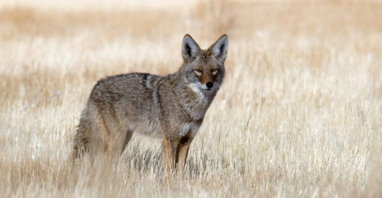 19 States Where Coyotes Roam Free