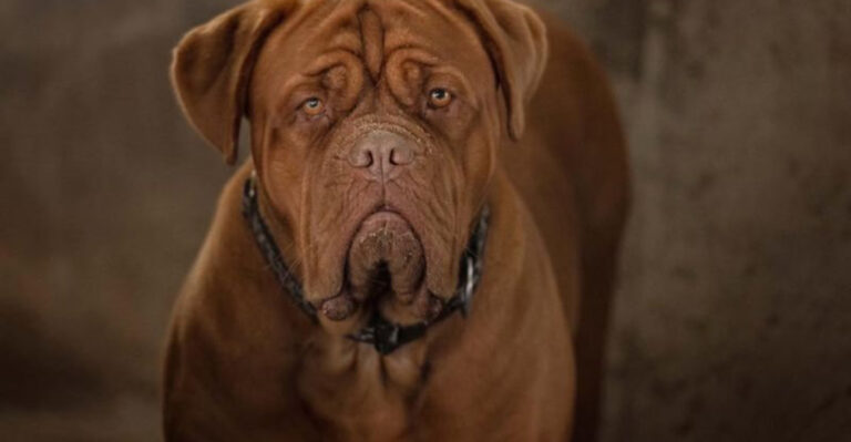 19 Mighty Dog Breeds That Demand Respect Without A Single Bark