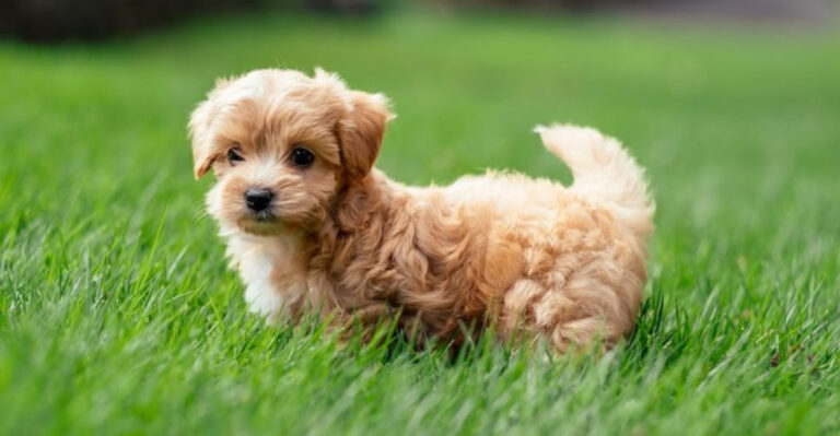 19 Adorable Doodle Dog Breeds Gaining Popularity In 2025