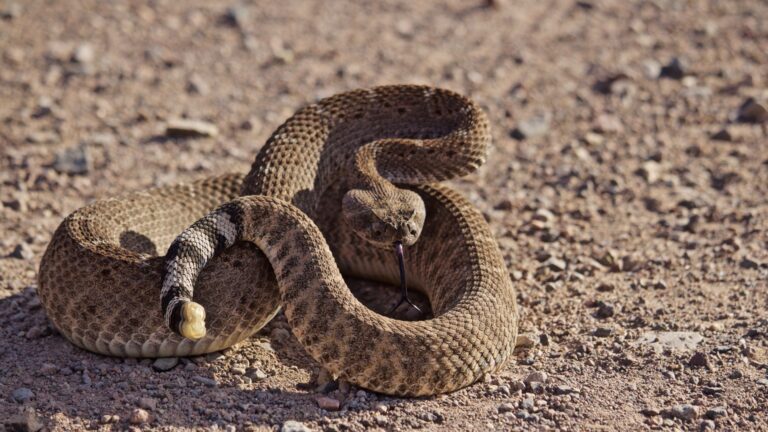 20 Animals To Watch Out For While Camping In America