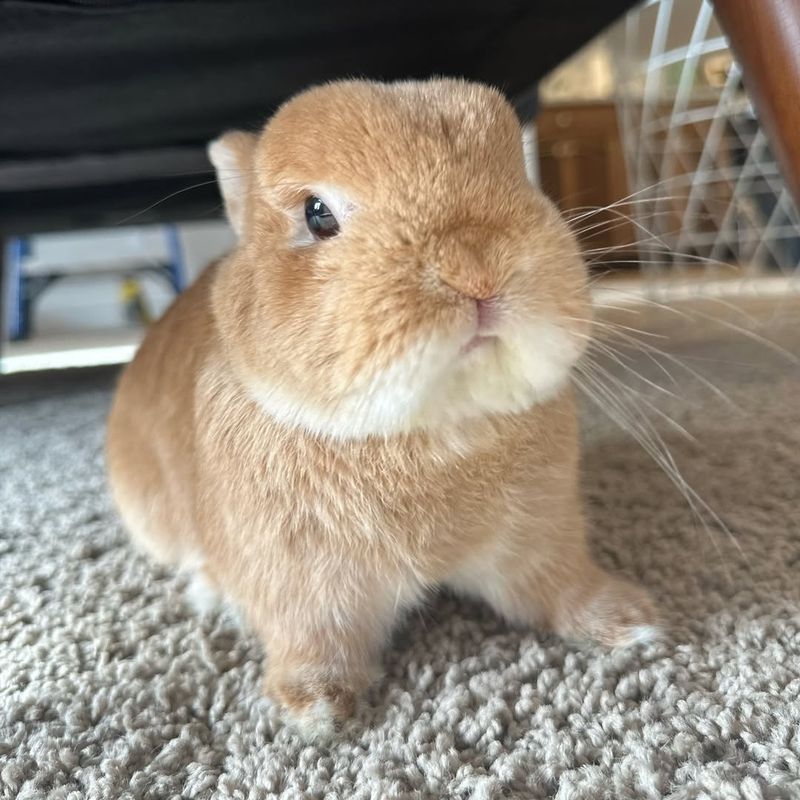 Netherland Dwarf