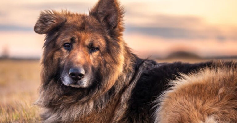 20 Dog Breeds That Are Evolving Before Our Eyes