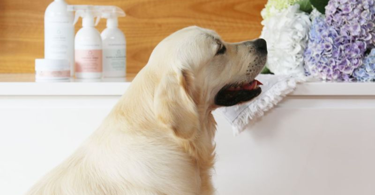 20 Effective Ways To Eliminate Pet Odors From Your Home