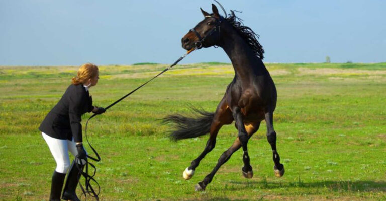20 Everyday Things That Can Cause Stress For Your Horse