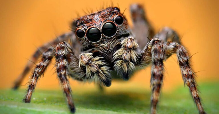 20 Incredible Animals That Have More Than Two Eyes