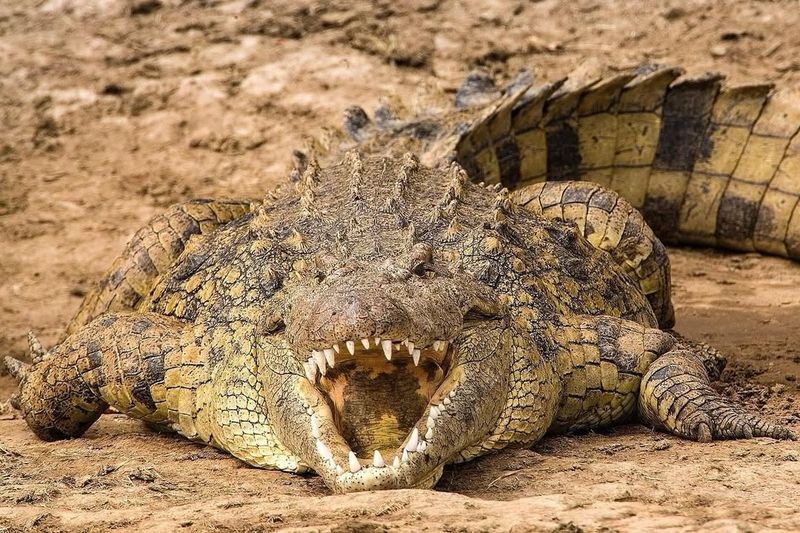 Nile Crocodile