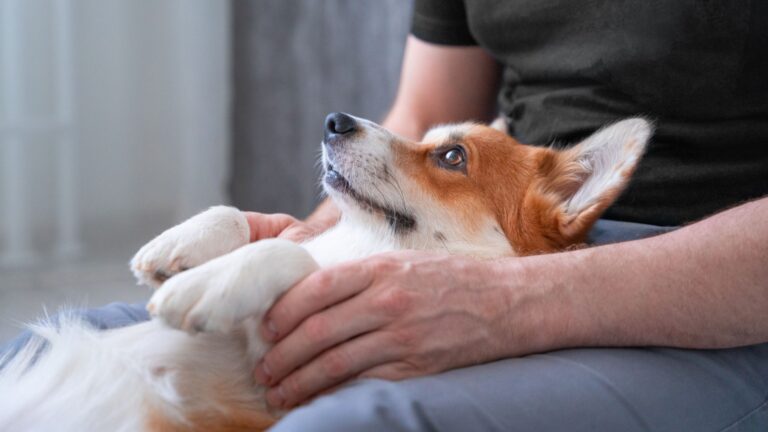20 Reasons Why Small Dogs Are Better Than Big Dogs