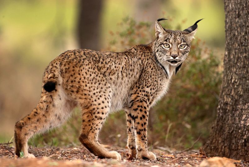 Species Diversity: Four Primary Species Of Lynx