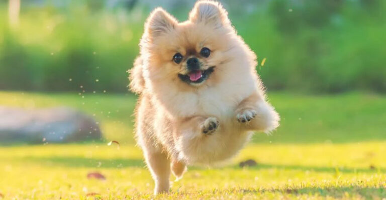 20 Things Every Pomchi Owner Should Know