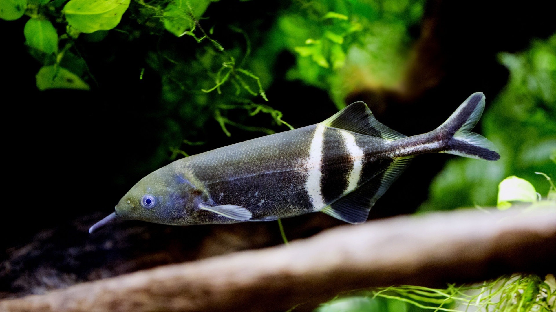 20 Unique Fish Species That Are Rarely Seen In Home Tanks