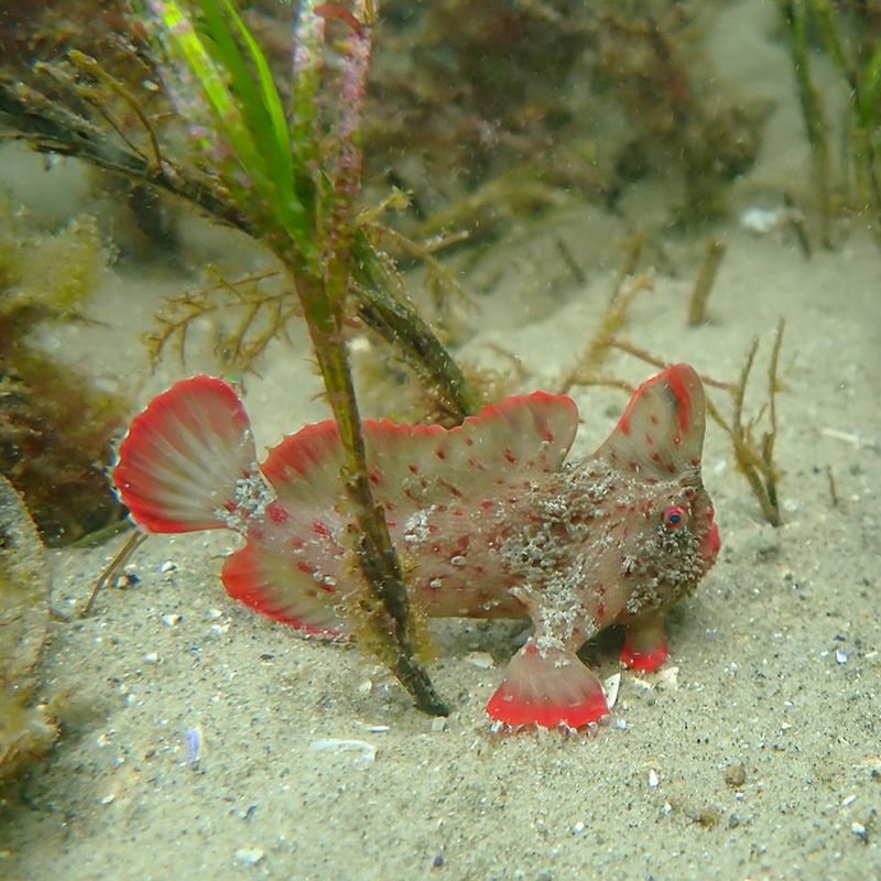 Red Handfish