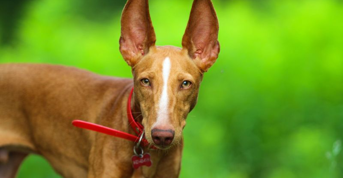 21 Dogs That Deserve A Home But Keep Getting Ignored