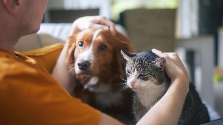 22 Amazing Therapy Animals That Heal Hearts