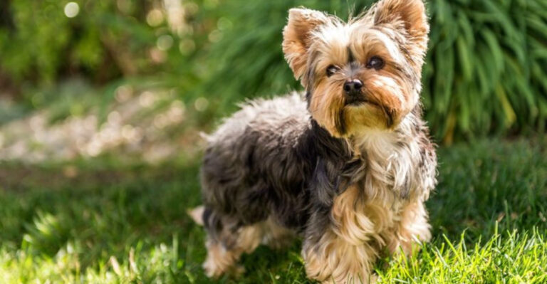 22 Best Dog Breeds To Be With You Once The Kids Leave