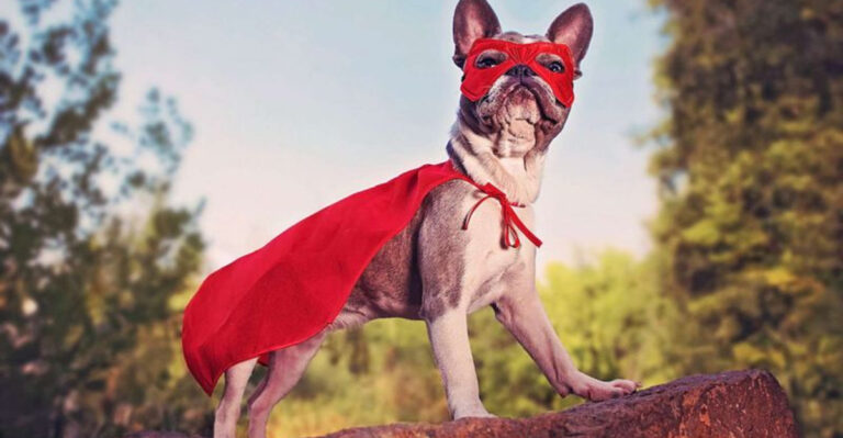 22 Best Small Dog Breeds For People Who Want A Tiny Sidekick