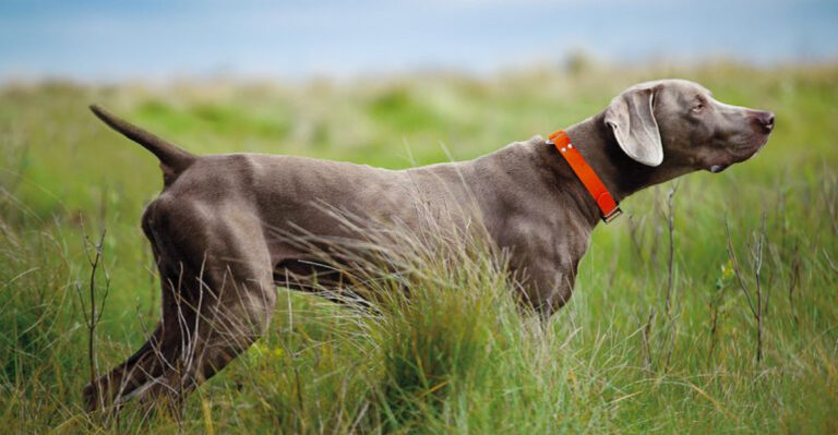 22 Dog Breeds That Learn Fast And Adapt Easily