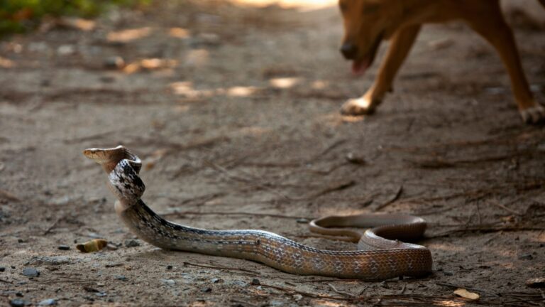 22 Helpful Creatures That Keep Snakes Away