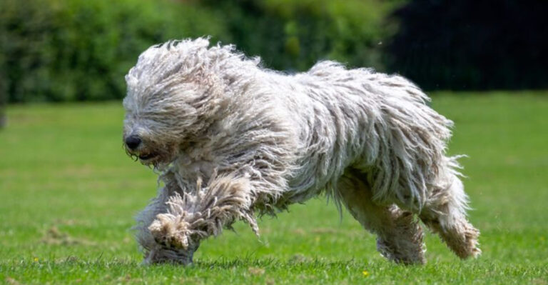 22 Top Dog Breeds For Farm Work And Livestock Protection
