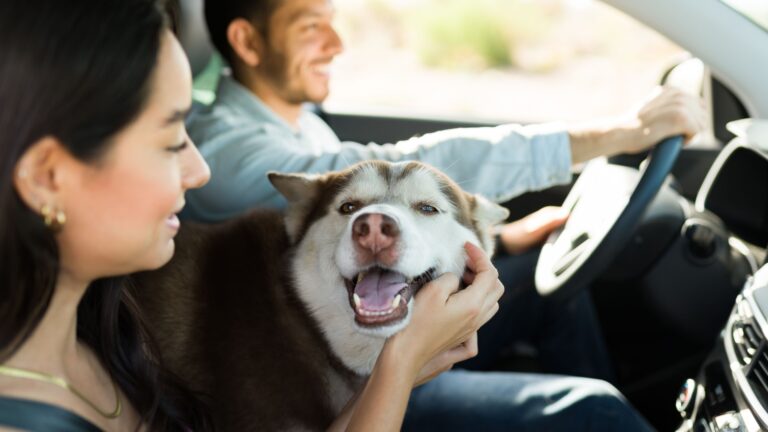 22 Top Dog Breeds That Married Couples Adore