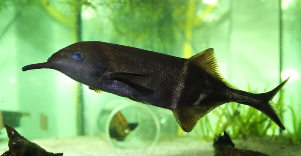 22 Unique Fish That Aren’t Common In Home Tanks