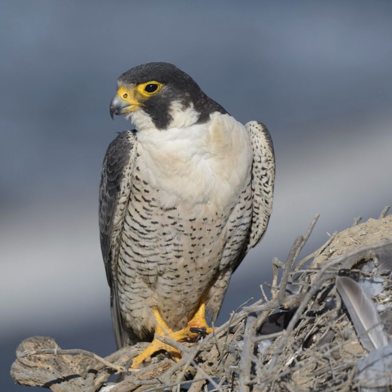 Peregrine Falcon