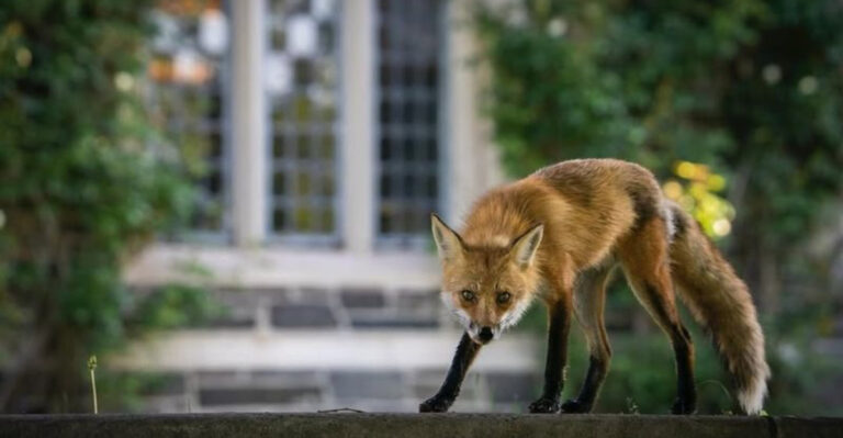 22 Wild Animals That Thrive In Cities Better Than You’d Expect