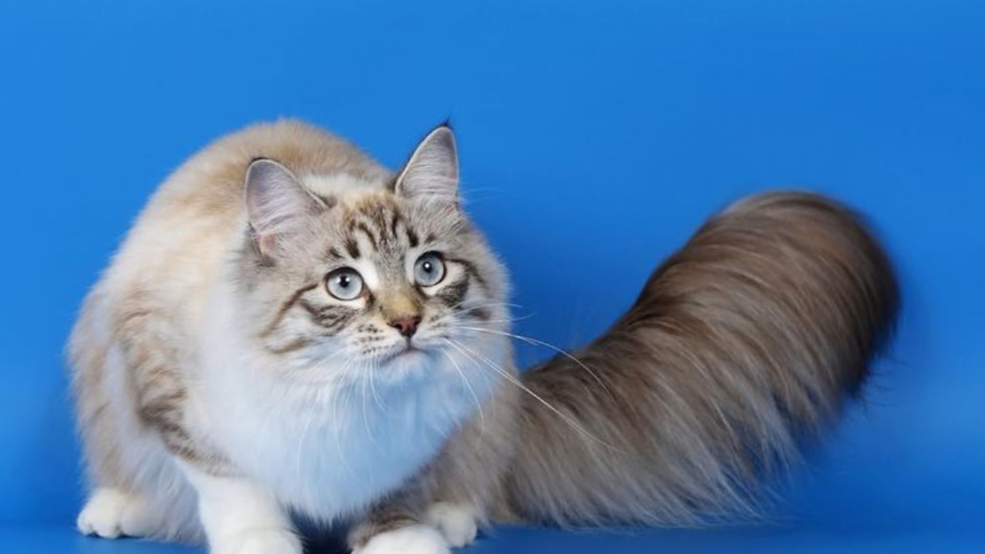23 Fluffy-Tailed Cat Breeds Every American Will Adore