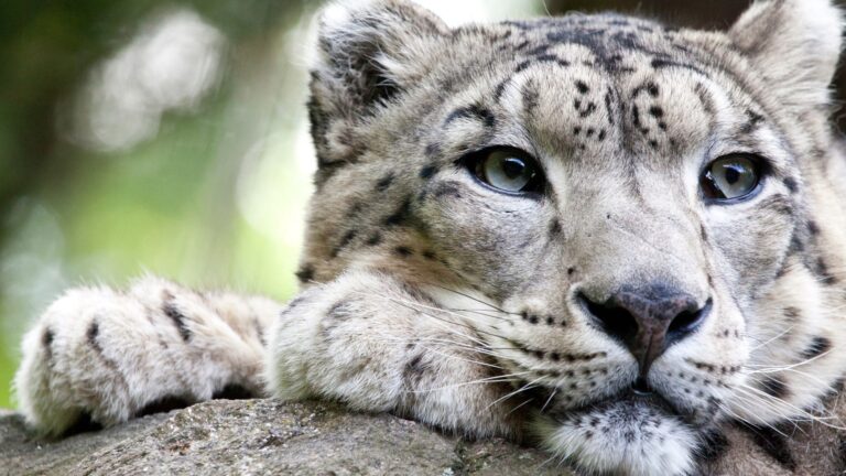 23 Rare Animals You May Never Have The Chance To See