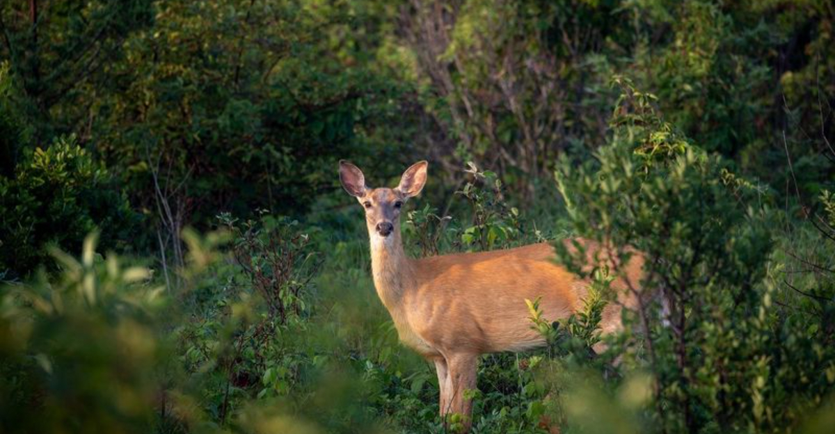 24 Fascinating Facts You Didn’t Know About White-Tailed Deer