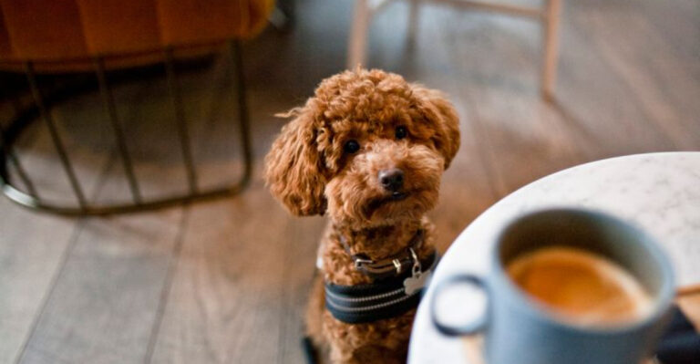 25 Human Foods You Should Never Give Your Dog And 25 Foods That Are Safe