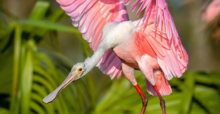 25 Incredible Animals You Have To See In America