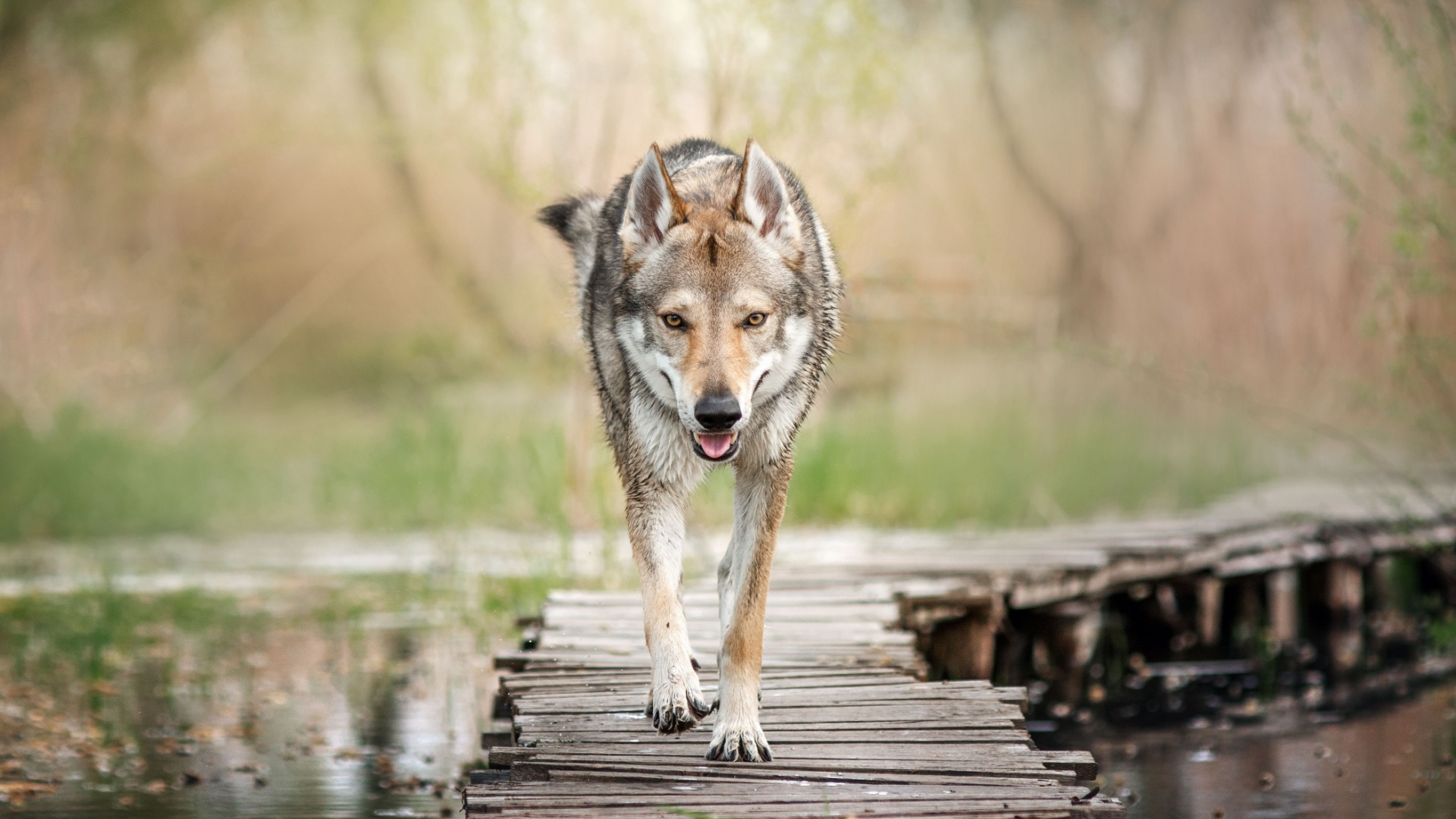 25 States Where Wolfdogs Are Allowed And 11 Where They’re Not