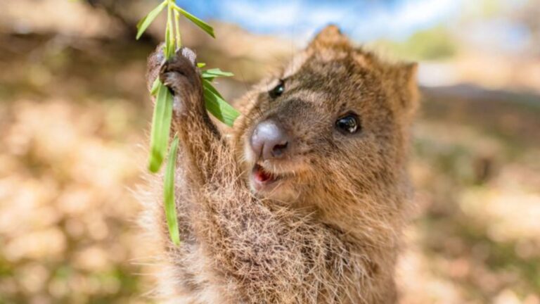 25 Unstoppably Happy Animals That Can Teach Us The Joy Of Life
