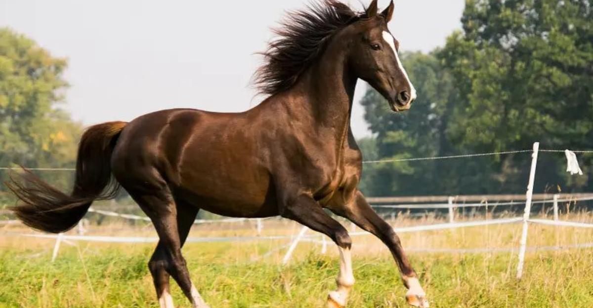 25 Horse Breeds With Jaw-Dropping Price Tags
