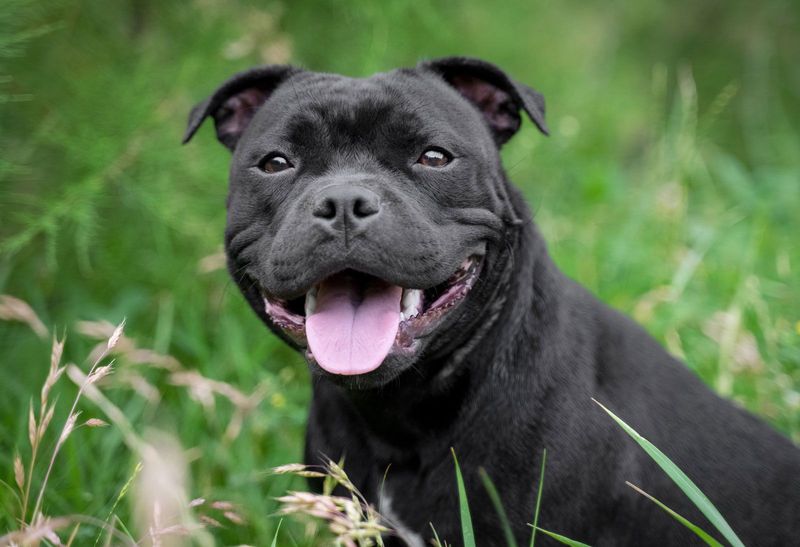 Staffordshire Bull Terrier