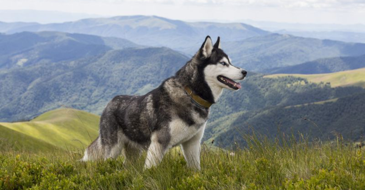 27 Dog Breeds That Are Known For Escaping And Getting Lost