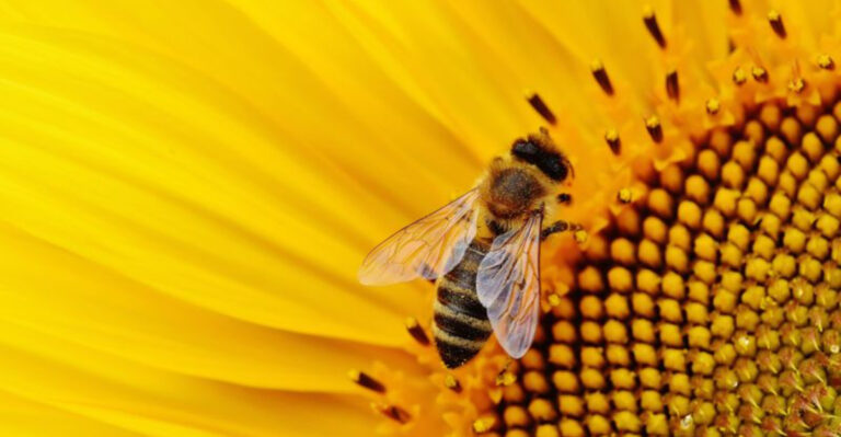 27 Surprising Facts About Bees And The Critical Role They Play In Pollination