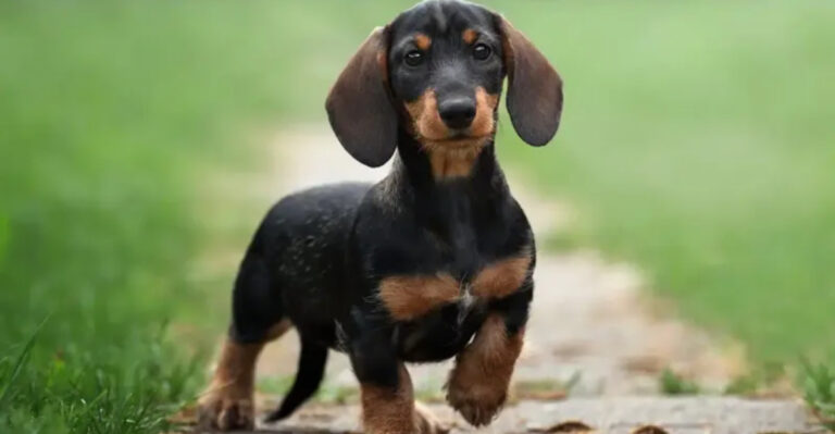 27 Tiniest Dog Breeds With Personalities That Outshine Their Size