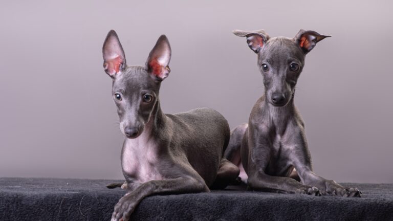 29 Allergy-Friendly Dog Breeds That Shed Less